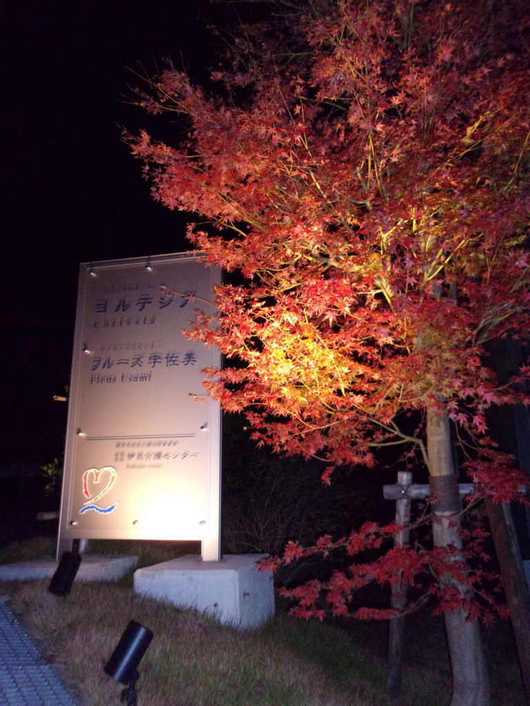 ライトアップされたシンボルツリー！