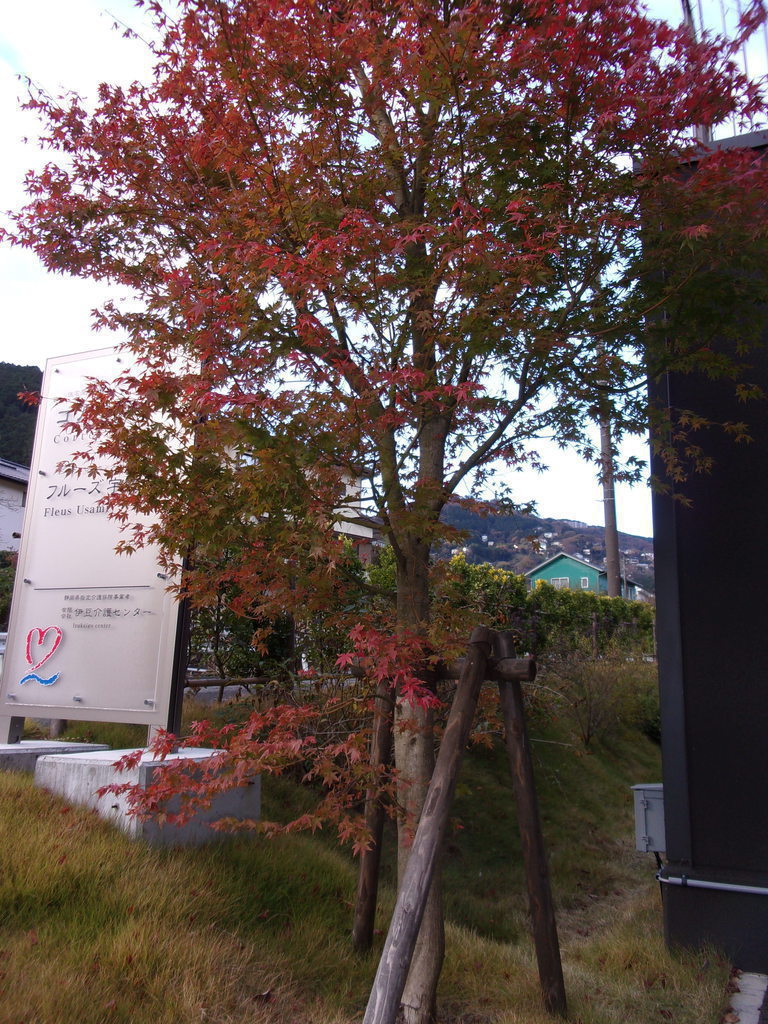 こちらがコルテシアのシンボルツリーです。